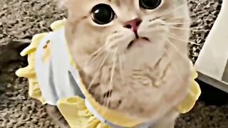Funny animal cat
