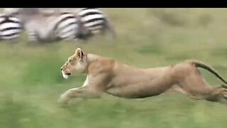 #lionking???????? #hunting #zebra #wildanimals #viraltiktok #fouryou