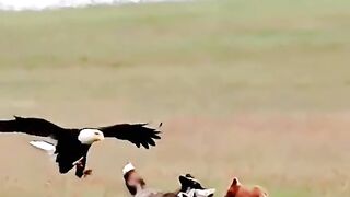 #wildanimals ????????????#eagle #eagleattack #viralvideo #spot #viraltiktok #4you #4u #foryou