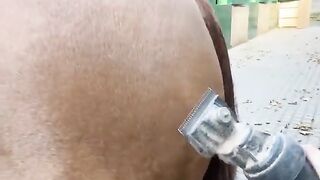 Satisfying Clipping of Thick Horse Coat - URF Videos #satisfying #clipping #relaxing #horse #animals