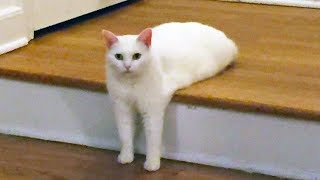 Chats marrant