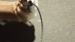 Funny videos Animals