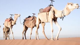 The camels