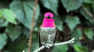 Beautiful birds