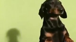 DJ doggy
