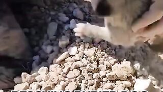 Rescuing Buried Dog and Her Puppies