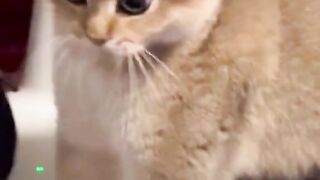 Cat Fight Breaks Out in Epic Showdown (2024)