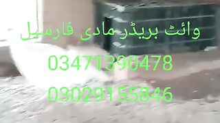 Sahibo