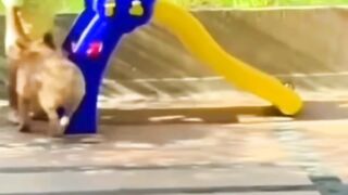 Funny dogs3