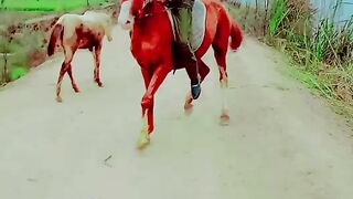Horse video