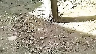 Cat and  chicken real video
