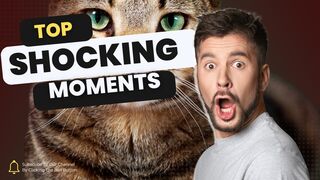 Top Shocked Moments of Cute Animal
