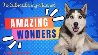 The Amazing Wonder funny Animals