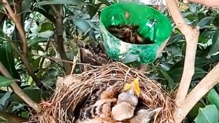 "Unparalleled Love: A Mother Bird's Devotion to Her Chicks"