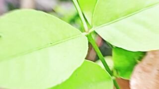 এ বিউটিফুল মুভমেন্ট