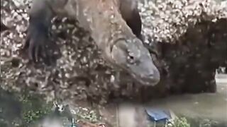 Extreme lizart 2