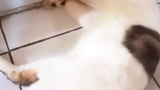 My pet sleeping