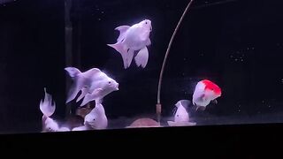 Fish tank