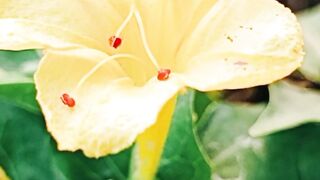 A flowers is beautiful moment
