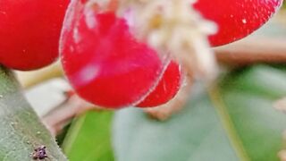 Butuni fruit is very nice