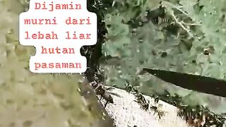 Lebah hutan