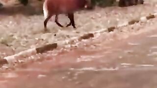 Who’s That Pokémon (for 9 minutes straight)