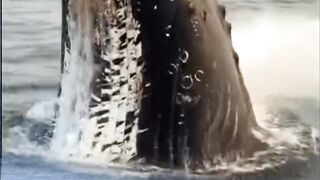 The appearance of the sky whale