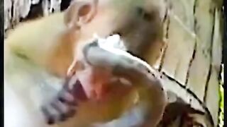 monkey and snake