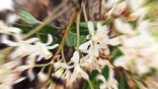 This flower looks very beautiful