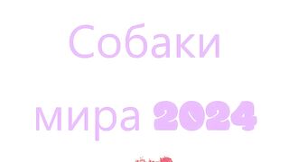 Красивые собаки мира 2024
