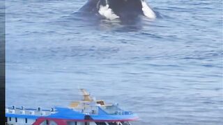 Temuan ikan paus raksasa