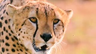 Tiger attack #foryou #video #wildnature