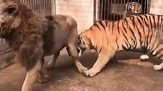 Lion vs tiger big fight