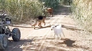 tiktok walo so gay ho kya