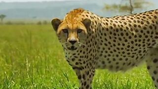 #fypシ゚viral #wildlife #4K #wildlife #nature #animal #documentary