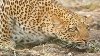 Leopard vs monkey ????#Junglelife0 #foryoupage #growaccount #flyingfish #snake #viralvideo #wolf #100k