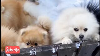 Jungle Animals Videos