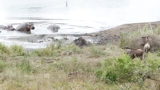 crocodile Attack #snakevsrat #snake #100k #animals #Junglelife0 #insidethewater #foryourpage