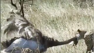 Ostritch vs Leopard three brothers ???????? #trendi #jungle #animalsvideos #foryou #tiktok #animals #viral