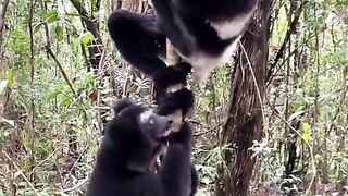 animals jungle#fulltrandingvideo???? #malakand #titok #kashmirgroup #officalwrites #trandung