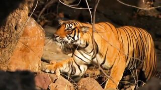 #tiger #pant #tiktok #amazing #nature #plzviralvideo #fypviralシ #animallover #junglelife #wildlife #