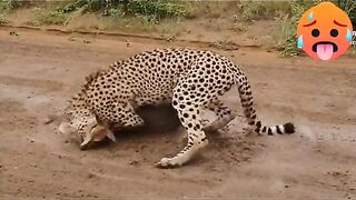 #leopard #attack #impala #wild #wildlife #hunting #eating #fyp #fypシ #foryou #foryoupage❤️❤️ #viralv