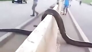 Biggest snake in the world