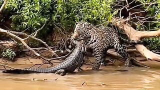 POWER LION ????VS ALLIGATOR ???? #jungle #discovery #world #worldfacts #lion #facts #fifa #forest #margala
