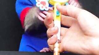 Jolly baby monkey with Lollipop candy #shorts