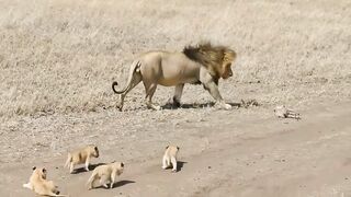 #lion #forest #babies #animals #nature #jungle #viral #hunt #hunter #roar #dangerouslion #foryou