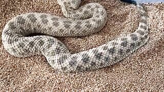 Like and #folow #???? #???? #snake #cobra #nature #wild #wildlife #forest #jungle #fypシ゚viral #fypシ #fy