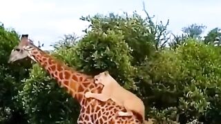 Wildlife Animals #zakircmp #wildlife #animals #forest #jungle #trending #animalhunt #nationalpark #