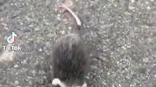 Cute animals I found
