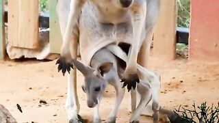 Kangaroos are a type of marsupial that are native to Australia. They are well-known for their powerf